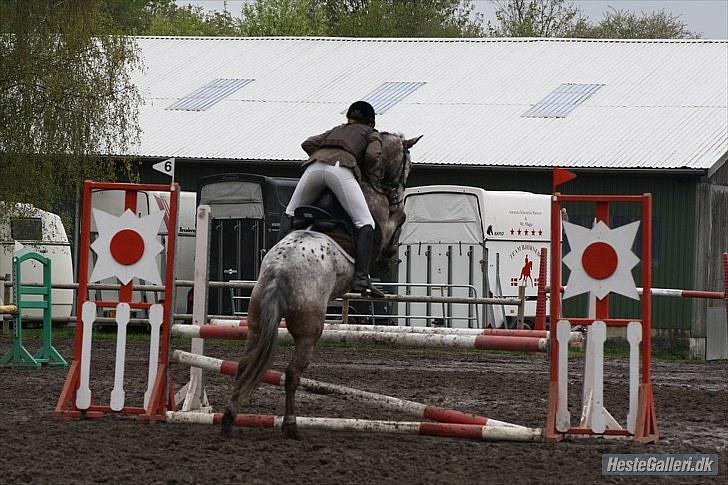 Knabstrupper Fresh Prince  - MCL-foto billede 17