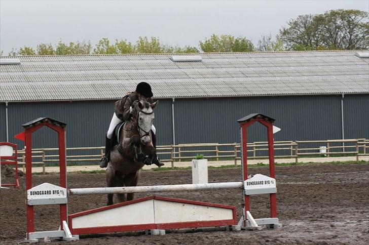 Knabstrupper Fresh Prince  - Smid en kommentar og en bedømmelse inden i smutter ;)  MCl-foto billede 19