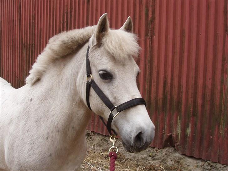 Anden særlig race Lotte - Lotte og jeg ude på tur. billede 7