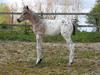 Knabstrupper Sartors Kenzo R.I.P [Himmelhest]