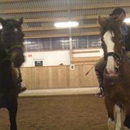 Hollandsk Varmblod pjuske