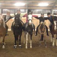 Hollandsk Varmblod pjuske