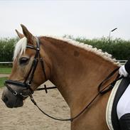 Haflinger Aphrodite Vant Tempelshof