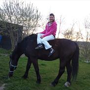 Oldenborg kato ( Solgt)