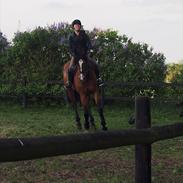 Dansk Varmblod Mew Town Himmelhest 