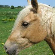 Palomino Kærgaardens Blaze