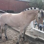 Fjordhest legende løvehjerte*SOLGT*