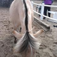 Fjordhest legende løvehjerte*SOLGT*