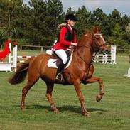 Irsk Sportspony Lakeland Little Wonder