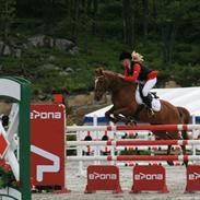 Irsk Sportspony Lakeland Little Wonder