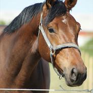 Dansk Varmblod Sacon King