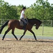 Dansk Varmblod Sacon King