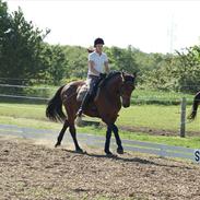 Dansk Varmblod Sacon King