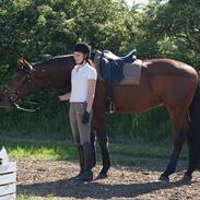 Dansk Varmblod Sacon King