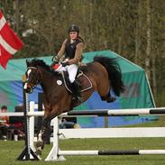 Dansk Varmblod Quimo Gold