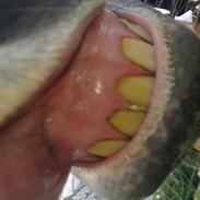 Anden særlig race Coco ( tidl. hest)