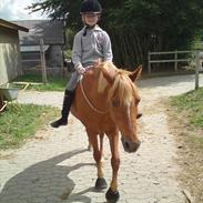 Anden særlig race Coco ( tidl. hest)