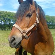 Anden særlig race Picasso(solgt) :')<33