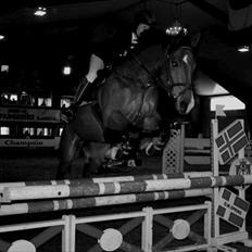 Dansk Varmblod SECOND LADY