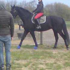 Oldenborg Møllevangs Lucky ( aflivet )