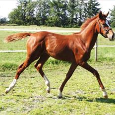 Dansk Varmblod Little Lucy Loo levert tilbage!