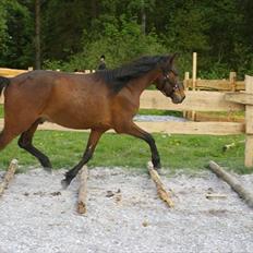 New Forest Stoubjergs Diesel