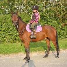 New Forest Stoubjergs Diesel