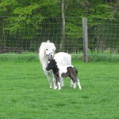 Anden særlig race (¯`v´¯)Filine(¯`v´¯)