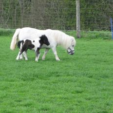 Anden særlig race (¯`v´¯)Filine(¯`v´¯)