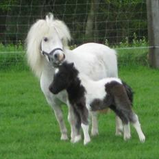 Anden særlig race (¯`v´¯)Filine(¯`v´¯)