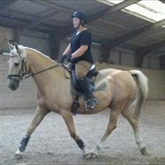 Palomino Samson *SOLGT*
