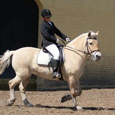 Fjordhest Skarregaardens Bjarke