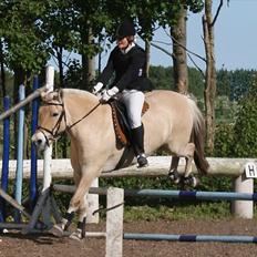 Fjordhest Skarregaardens Bjarke