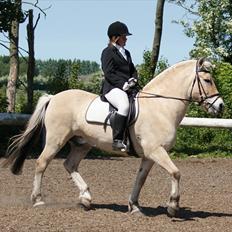 Fjordhest Skarregaardens Bjarke