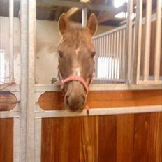 Anden særlig race Tribbe Birk