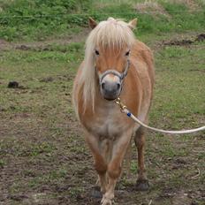 Shetlænder Felix 