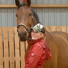 Dansk Varmblod Møllgaardens Mann Light
