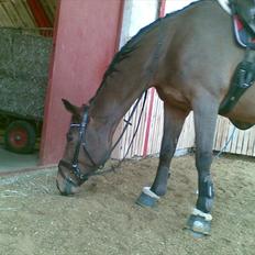 Dansk Varmblod Møllgaardens Mann Light