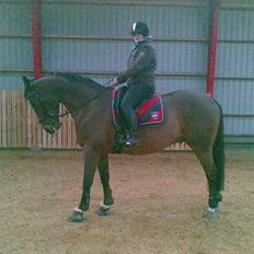 Dansk Varmblod Møllgaardens Mann Light