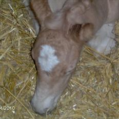 Haflinger Fair Lady - Haahr
