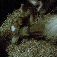 Haflinger Fair Lady - Haahr