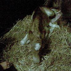 Haflinger Fair Lady - Haahr