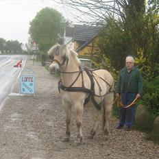 Fjordhest Marco Østerkær død