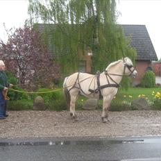 Fjordhest Marco Østerkær død
