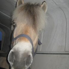 Fjordhest Marco Østerkær død