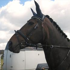 Anden særlig race Tacha af tofthøj mølle. 