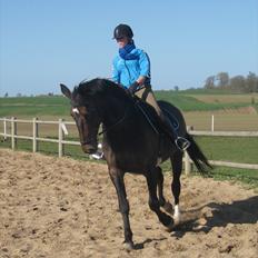 Anden særlig race Tacha af tofthøj mølle. 