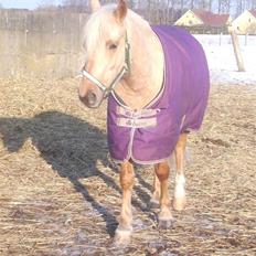 Palomino Kærgaardens Blaze