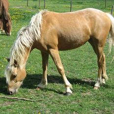 Palomino Kærgaardens Blaze