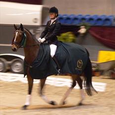 Dansk Varmblod Midt-West Madonna